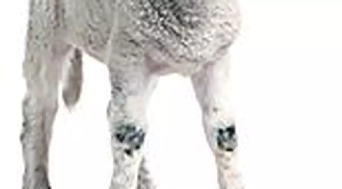 Sfatul specialistului / Cum alegem carnea de miel?