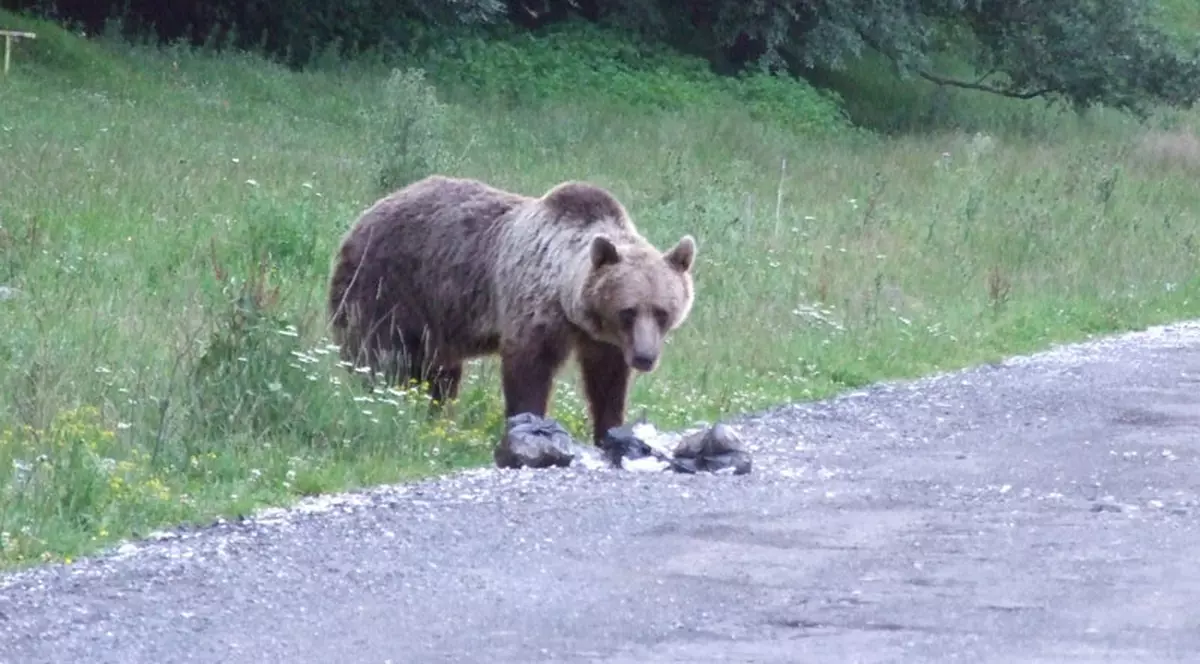 Un urs a făcut ravagii într-un sat din Harghita