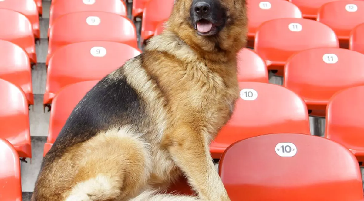 A bătut un câine pentru că îl considera rasist