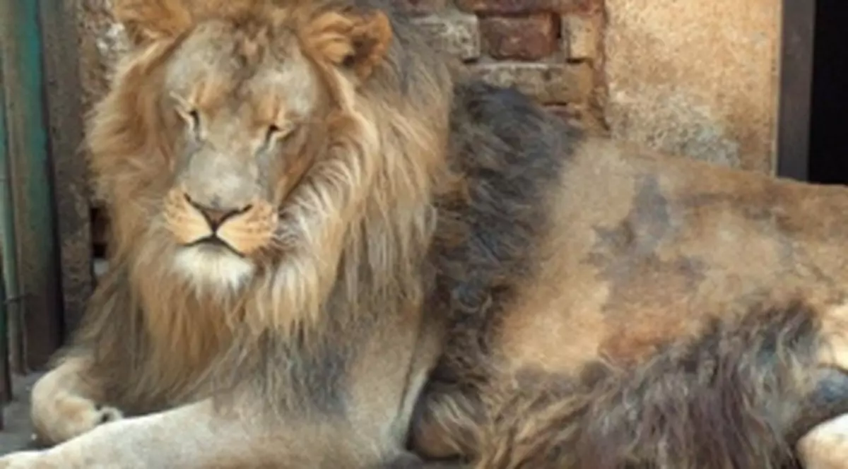 Copil de şase ani, rănit grav de un leu de la Grădina Zoologică din Braşov