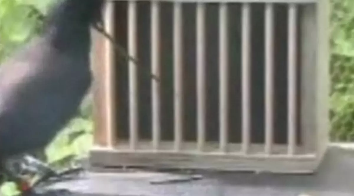 Video / Iată un corb extrem de inteligent 