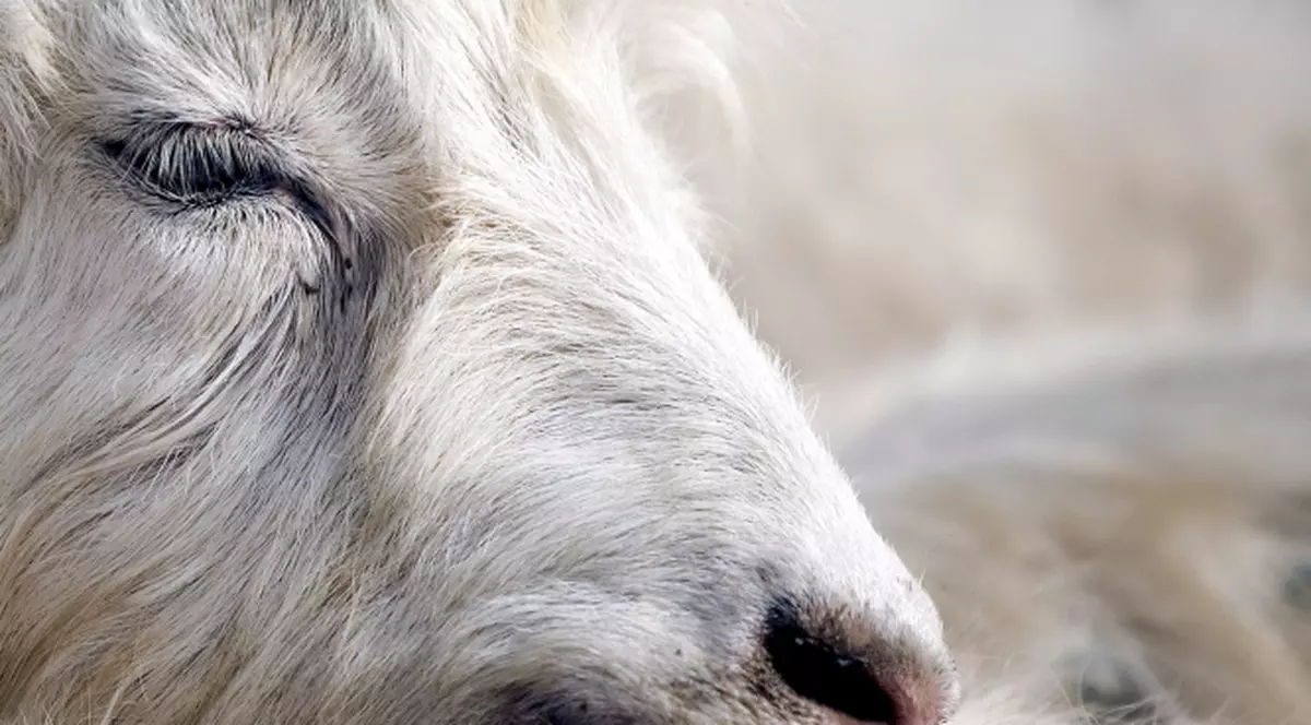 Capre modificate genetic şi clonate, în China