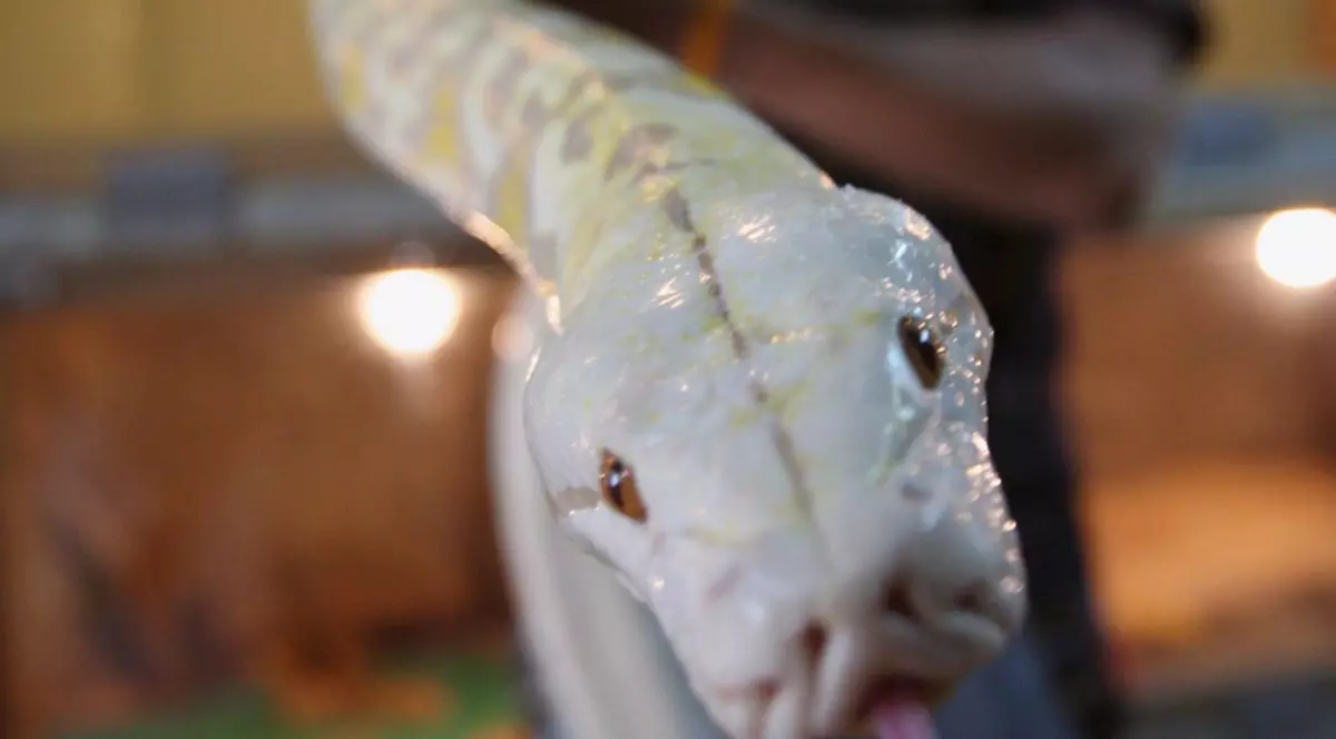 Bebeluş omorât de pitonul părinţilor lui