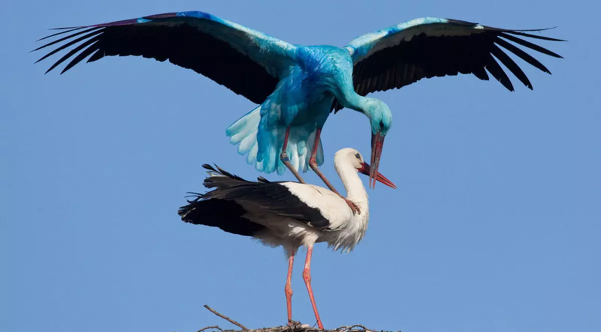 Barza albastră şi-a tras iubită
