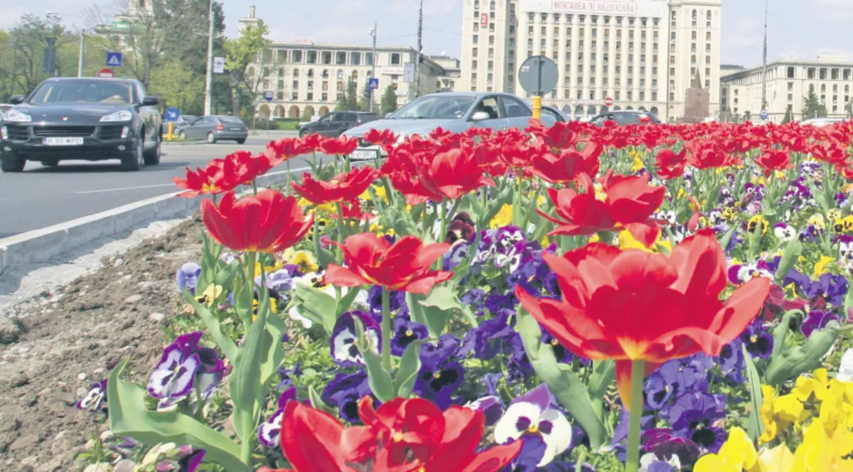 Uite ce flori ne-au dat primarii!