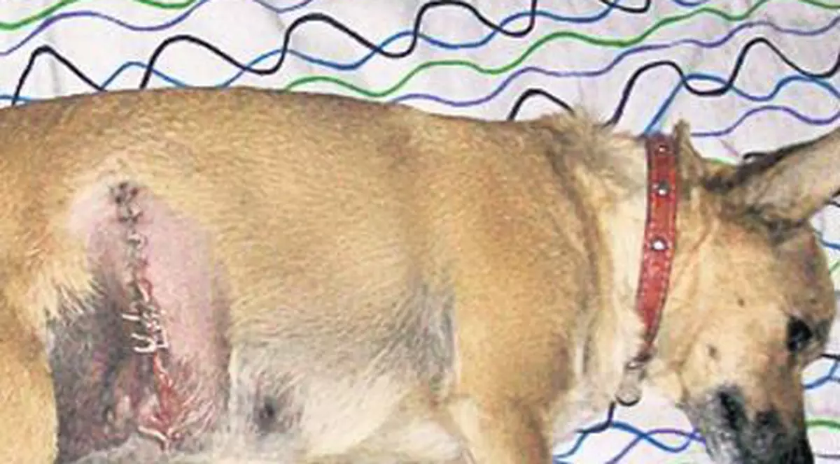 Şocant! Şi-au bătut joc de animale