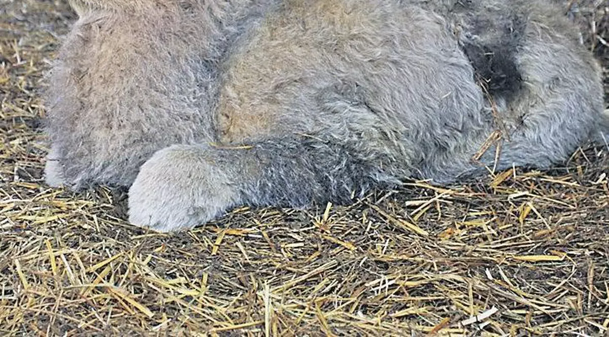 Ce frumoşi sunt puiuţii de cămilă!