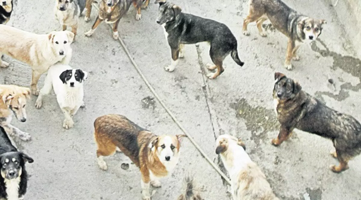 Prefectul Capitalei vrea să ucidă toţi maidanezii