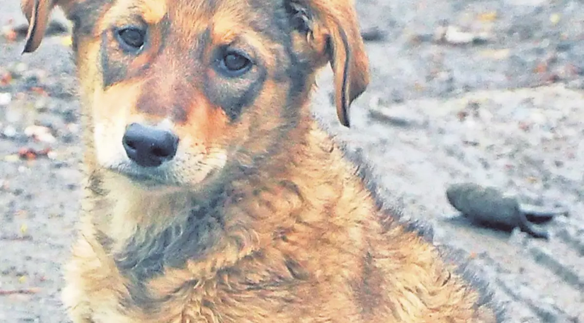 Maidanezii îi încaieră pe bucureşteni