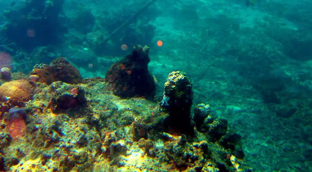Cel mai rapid animal din lume, un crustaceu de 2 milimetri
