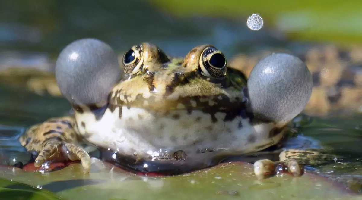 Pești, țânțari și broaște râioase – aliații în lupta cu virusul Zika