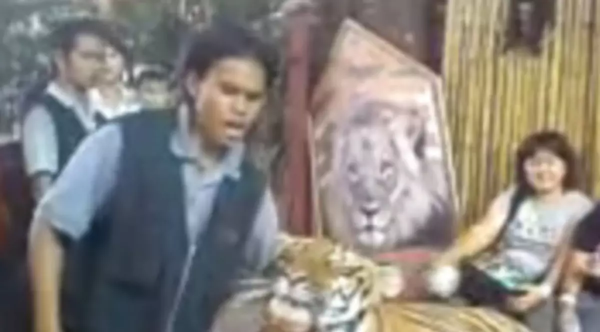 Video | Şocant! Tigru sedat şi abuzat la Zoo în Malaezia