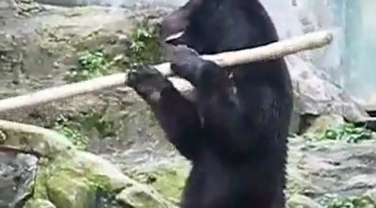 Video | Un urs este maestru în kung fu