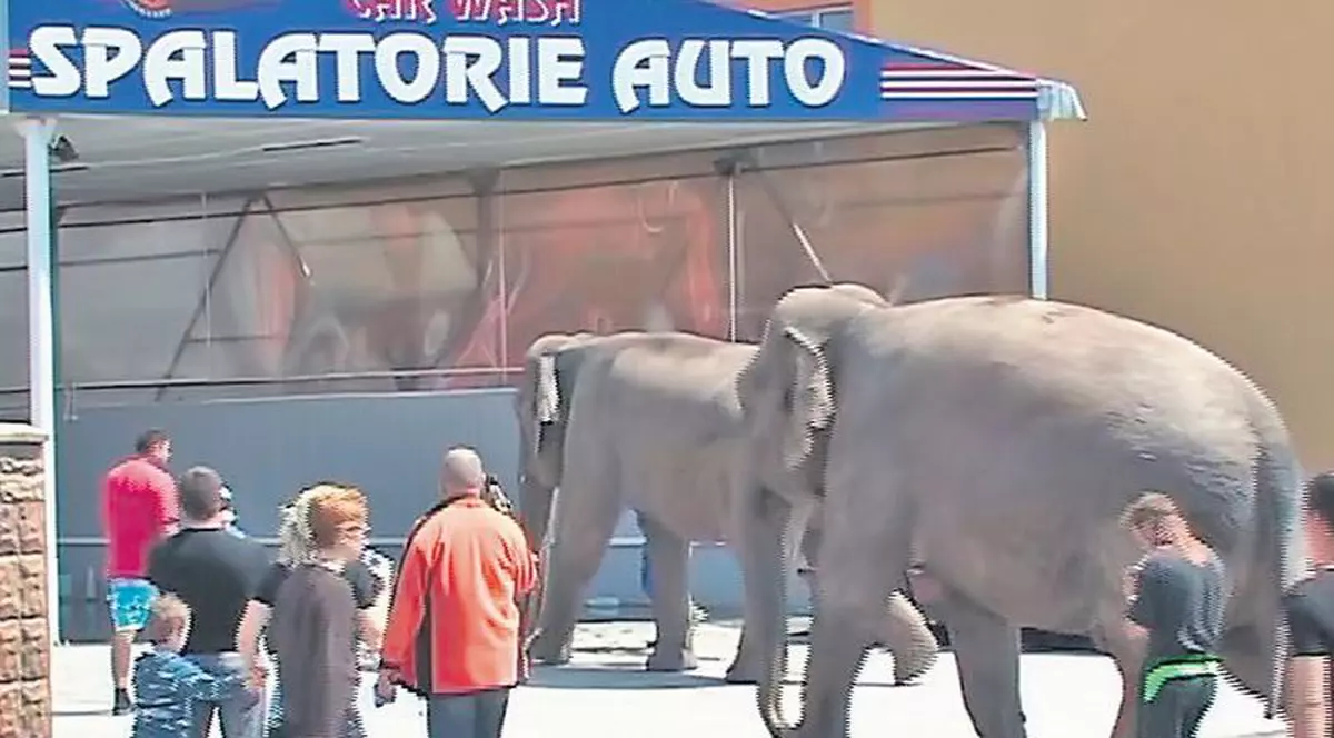 Aşa fac duş elefanţii în România