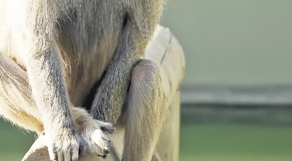 Babuinul Bolek a murit electrocutat