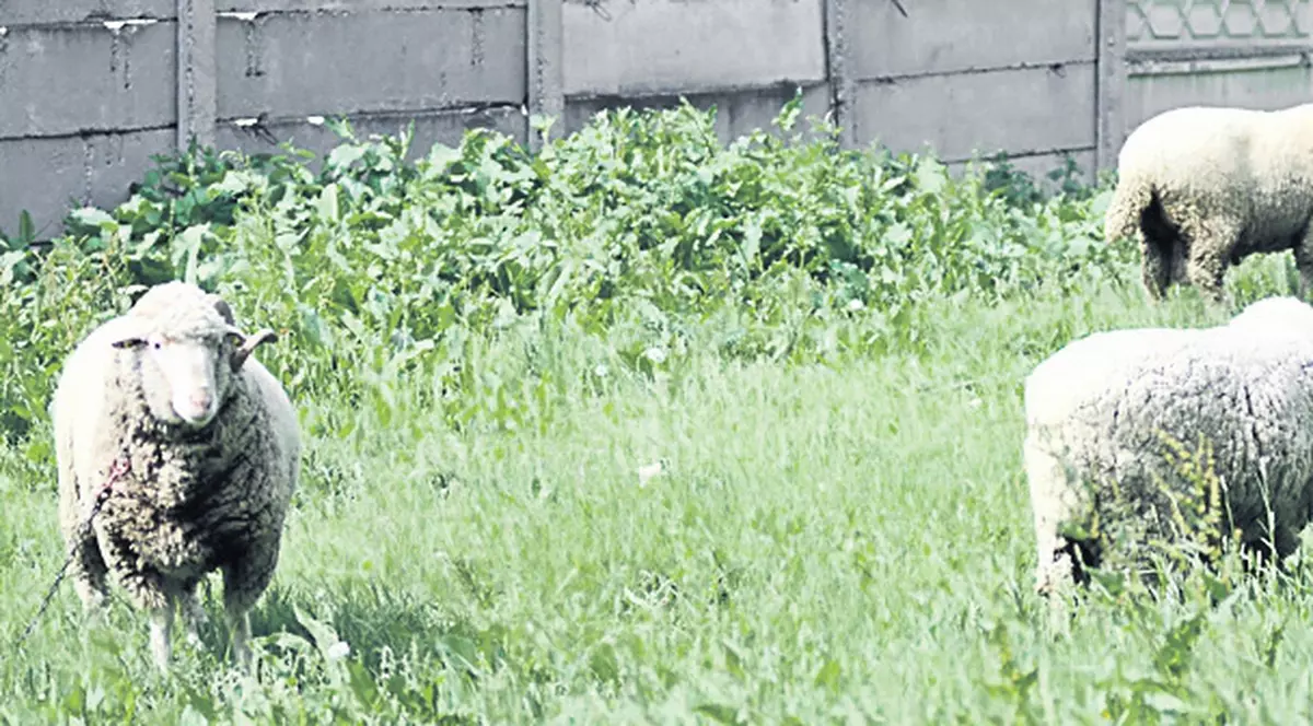 Acest berbec «ne spune» dacă suntem bolnavi!