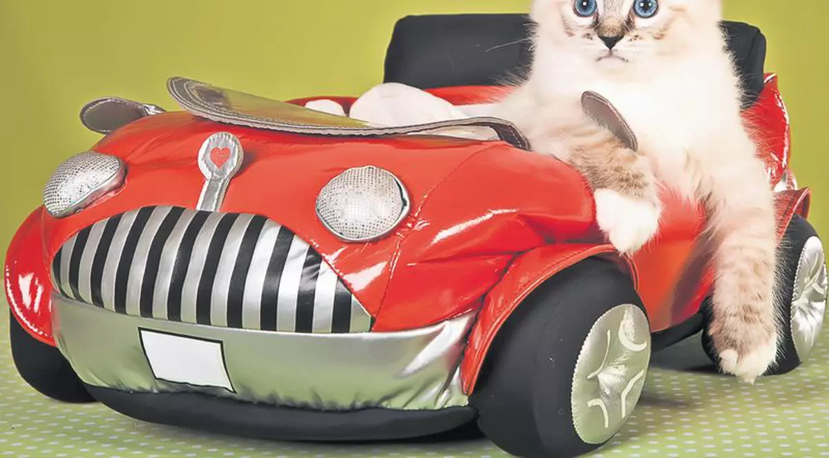 Lucrezi noaptea? Ia-ţi o pisicuţă!