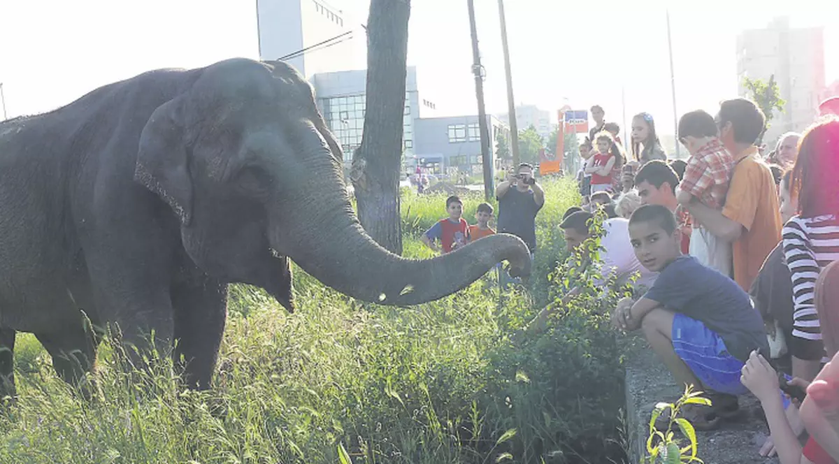 Elefantul a ieşit la păscut