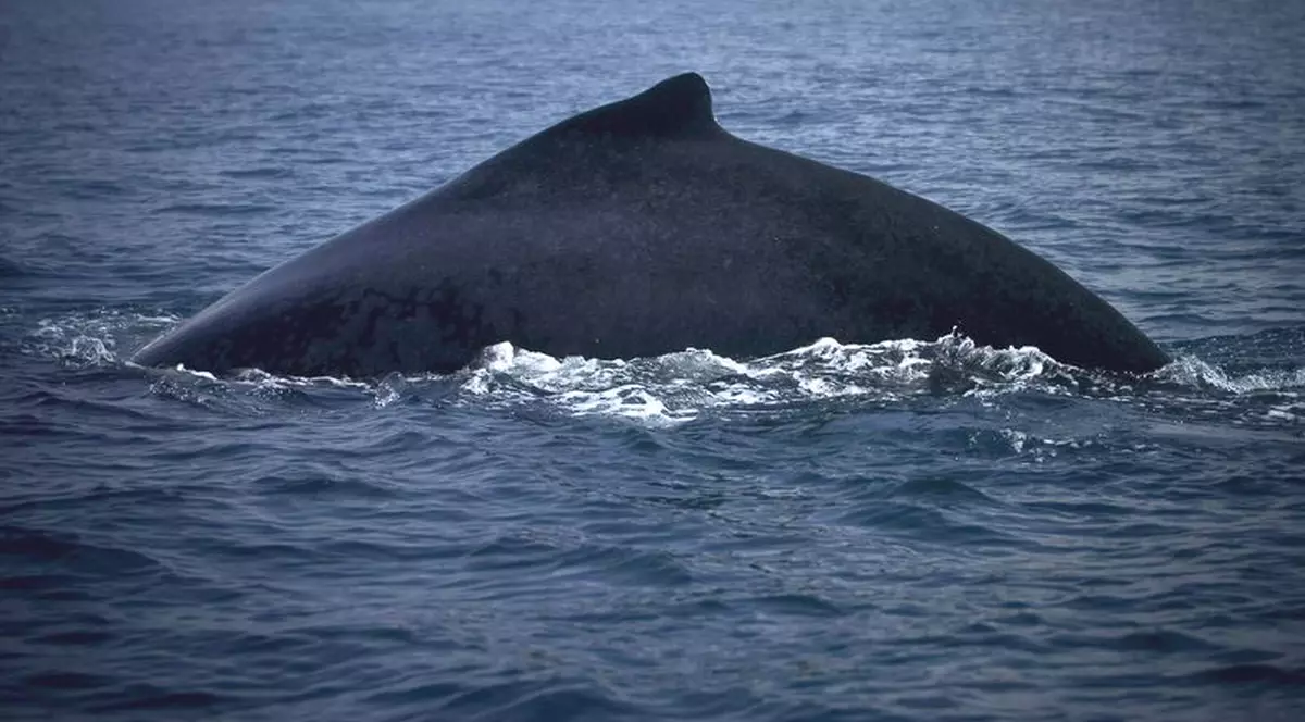 Comportamentul balenelor depinde de mărimea creierului