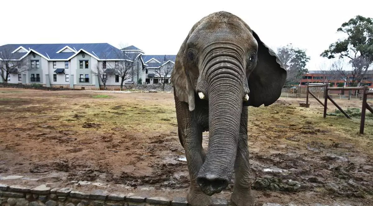 Mangaung / Bloemfontein, oraşul trandafirilor