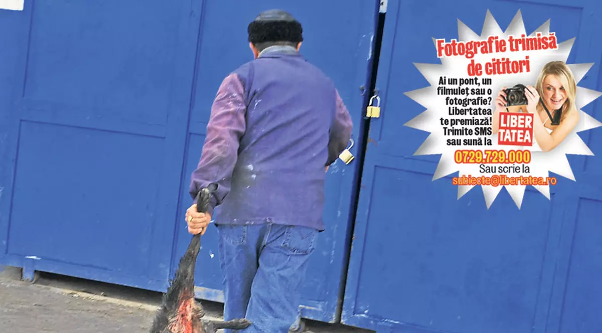 Foto şocant! Aşa mor câinii în România!