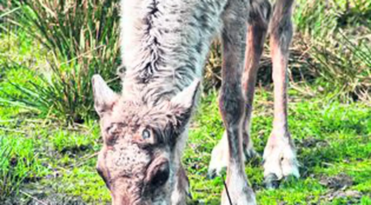 Iată ce animale au dispărut din România