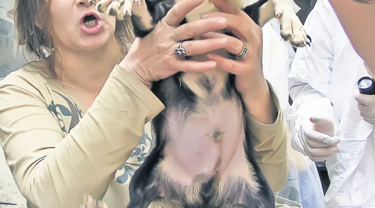 O femeie din sectorul 2 creştea 37 de câini în subsol de bloc