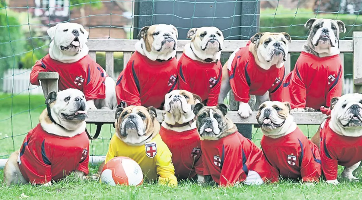 Englezii au găsit soluţia pentru criza naţionalei: să intre buldogii!