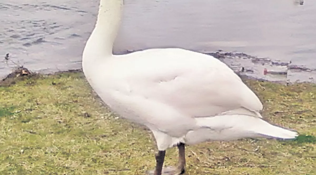 Ce păsări frumoase avem în Cişmigiu!