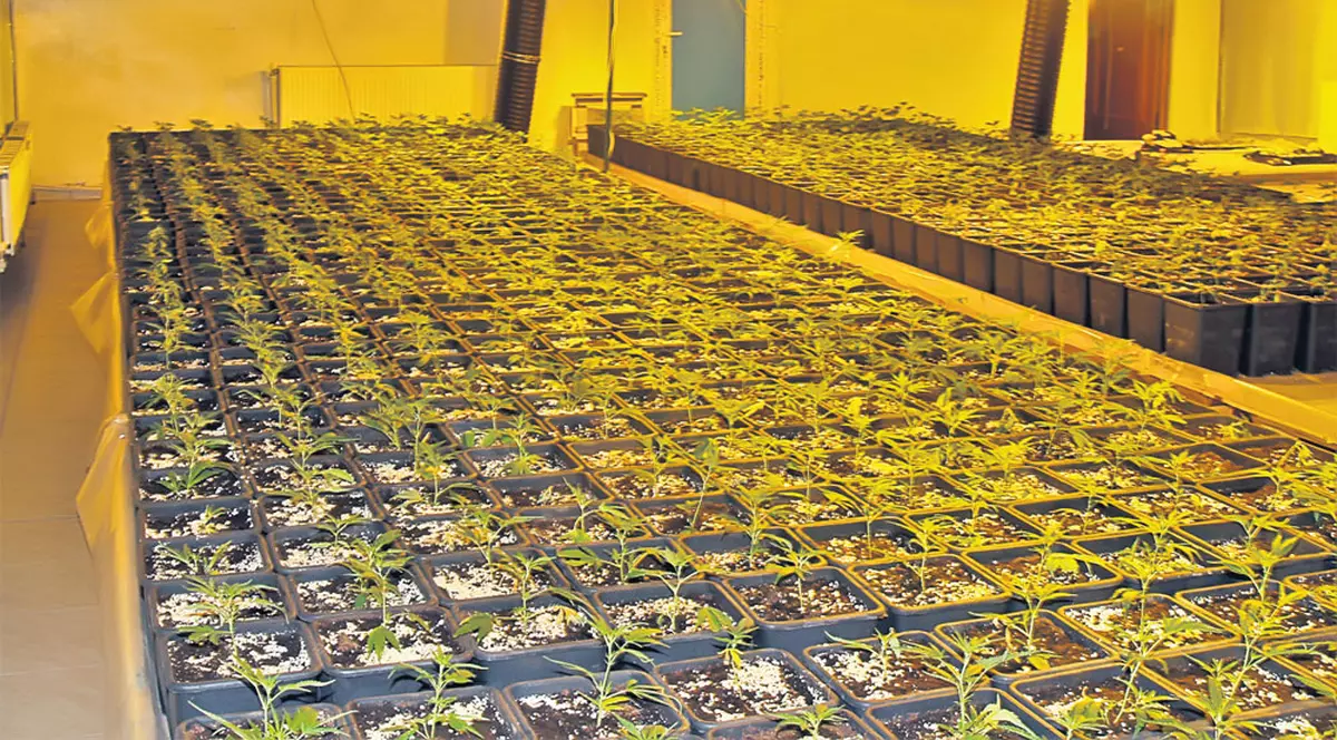 Aşa arată o seră cu canabis