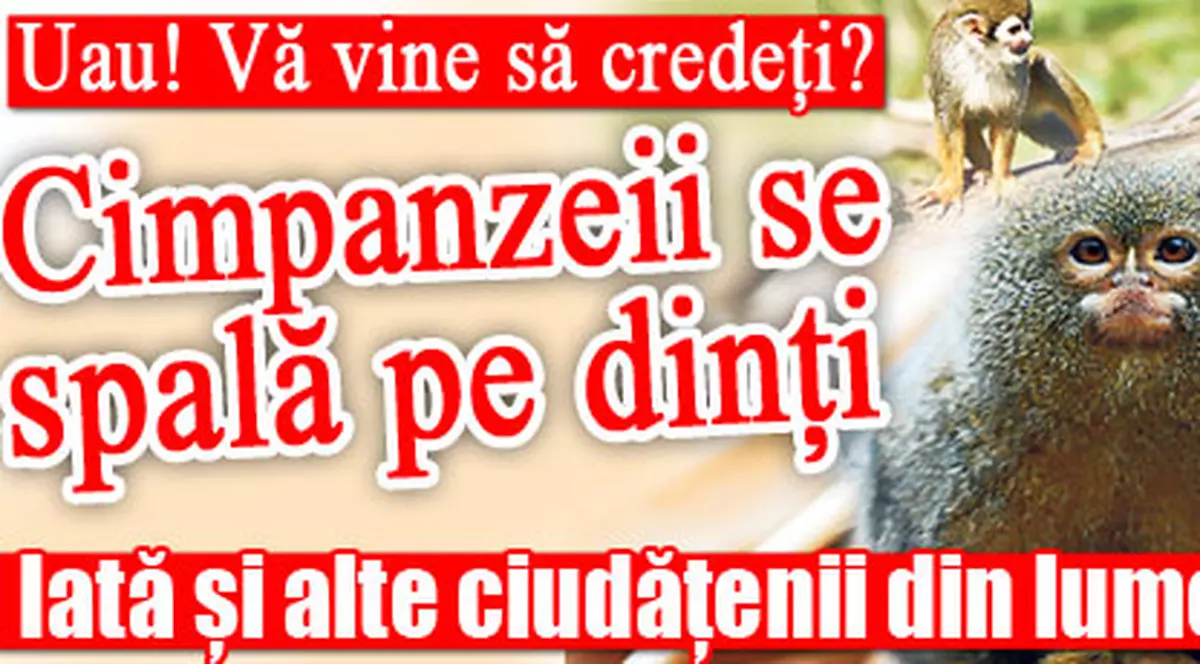 Ştiaţi că cimpanzeii se spală pe dinţi? Iată şi alte ciudăţenii din lumea maimuţelor