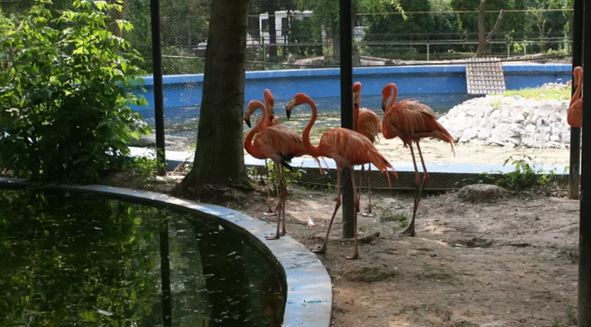 Investiţie de 83 de milioane de lei în Grădina Zoologică