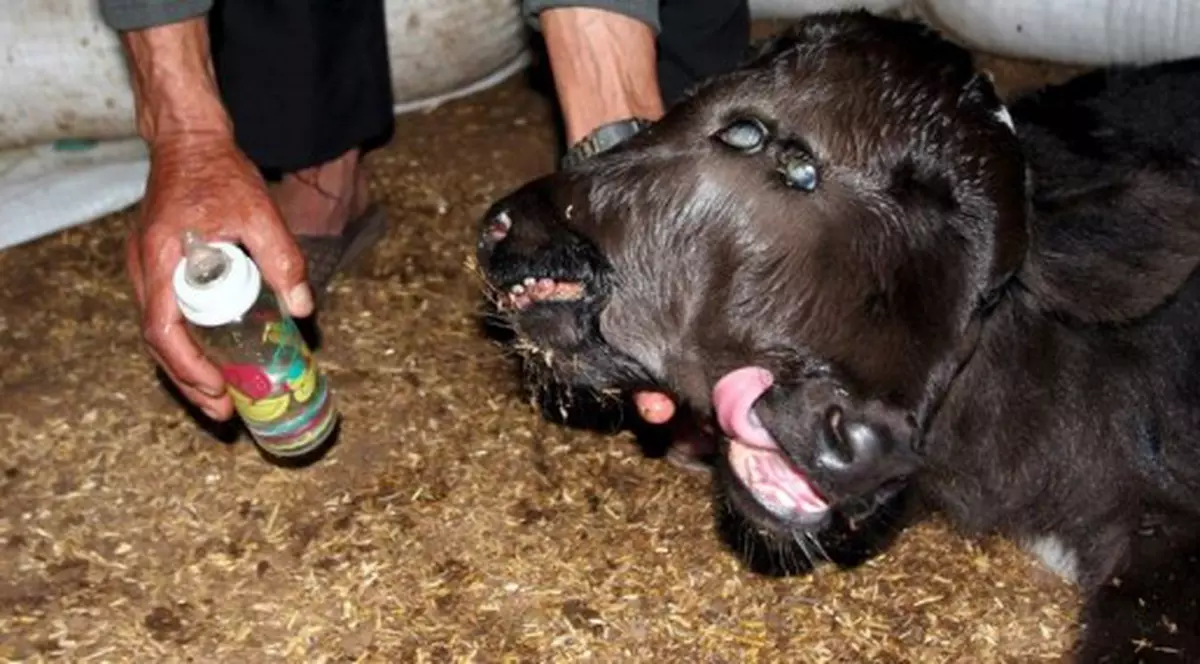 Un viţel cu două capete s-a născut în Egipt