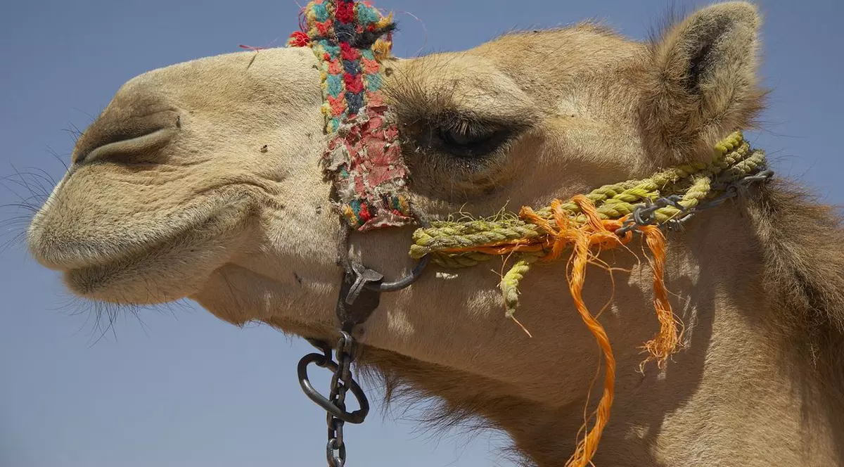 Laptele de cămilă, la fel de bun ca şi laptele matern