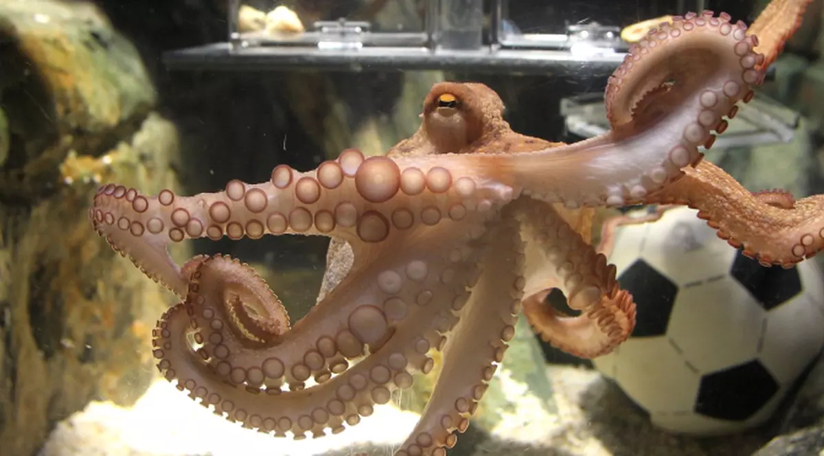 Şi olandezii au acum o caracatiţă 'prezicătoare'