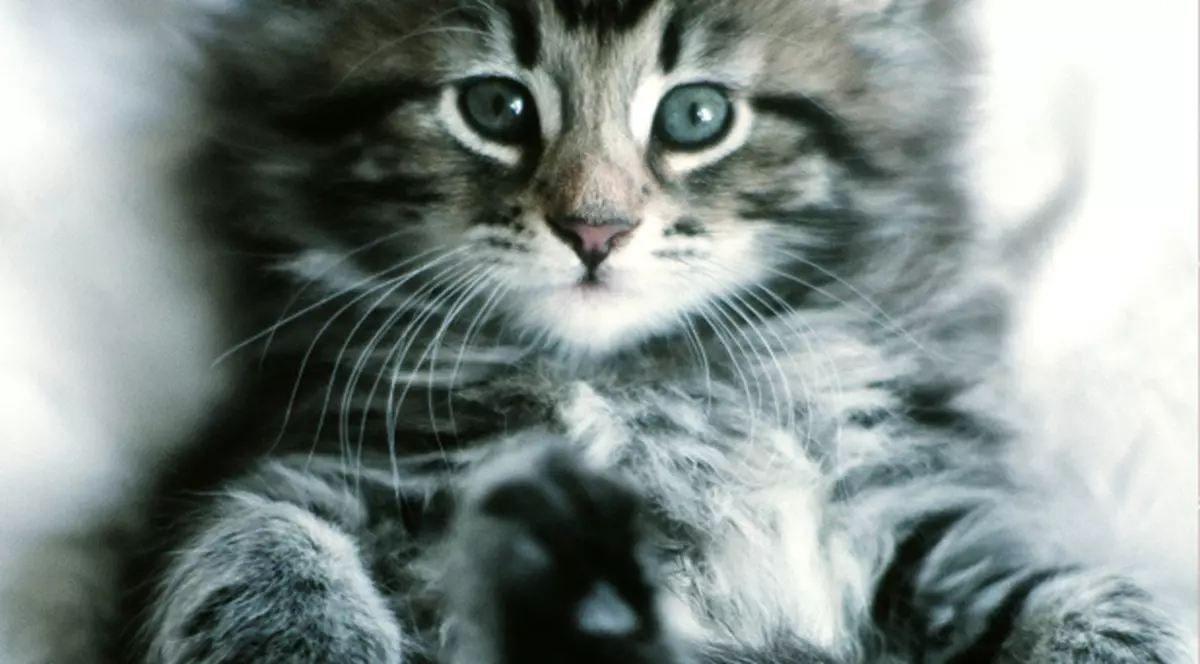 Pisicile din Marea Britanie au propriul hotel de lux