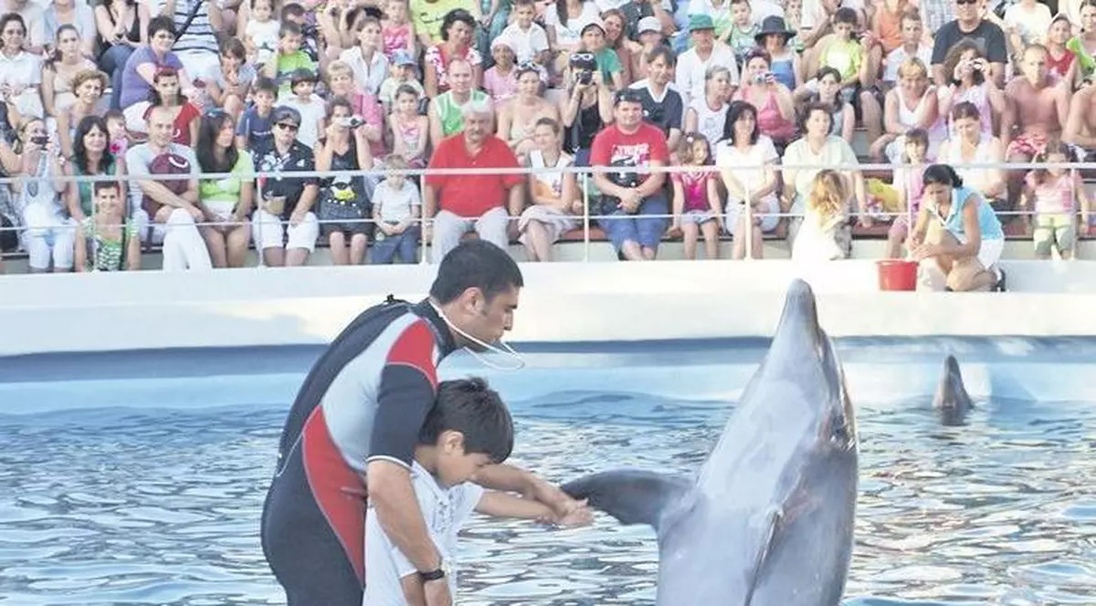 Delfinii aduşi din China au învăţat multe trucuri