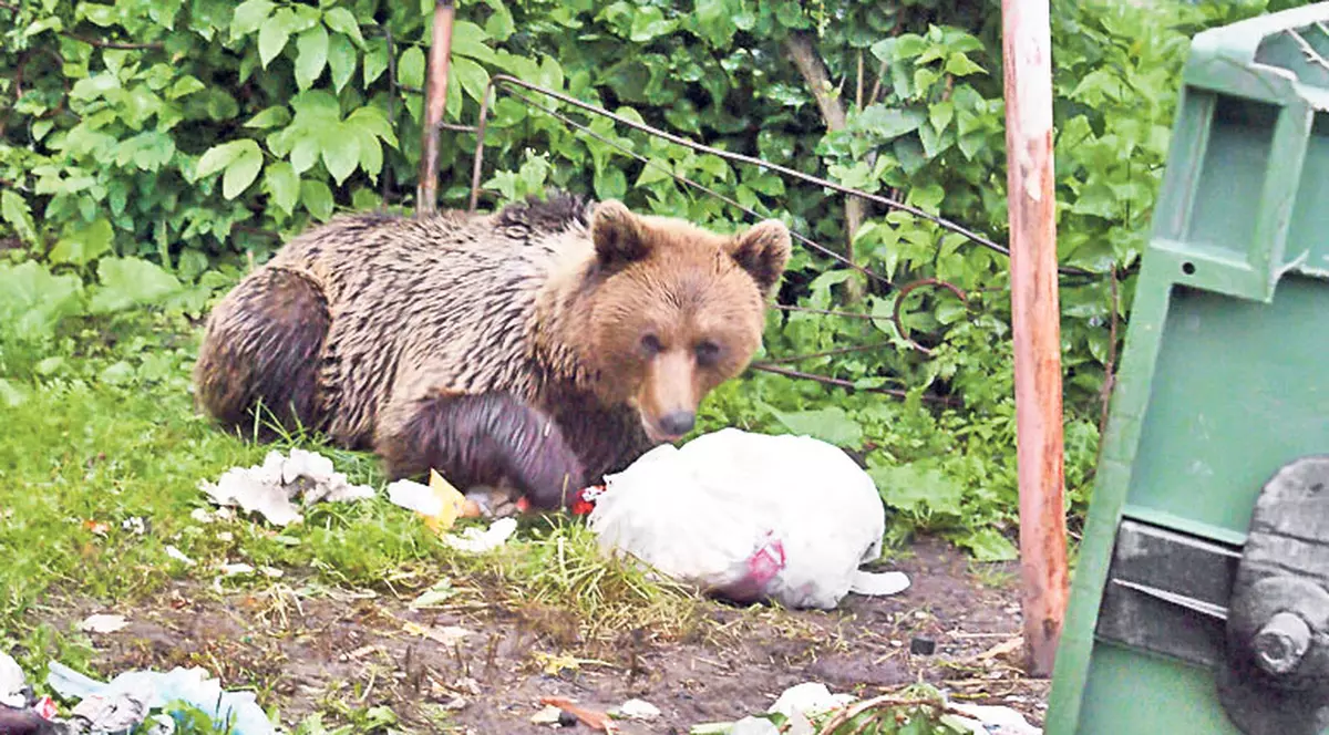 Ce vă uitaţi atâta, n-aţi mai văzut urs?