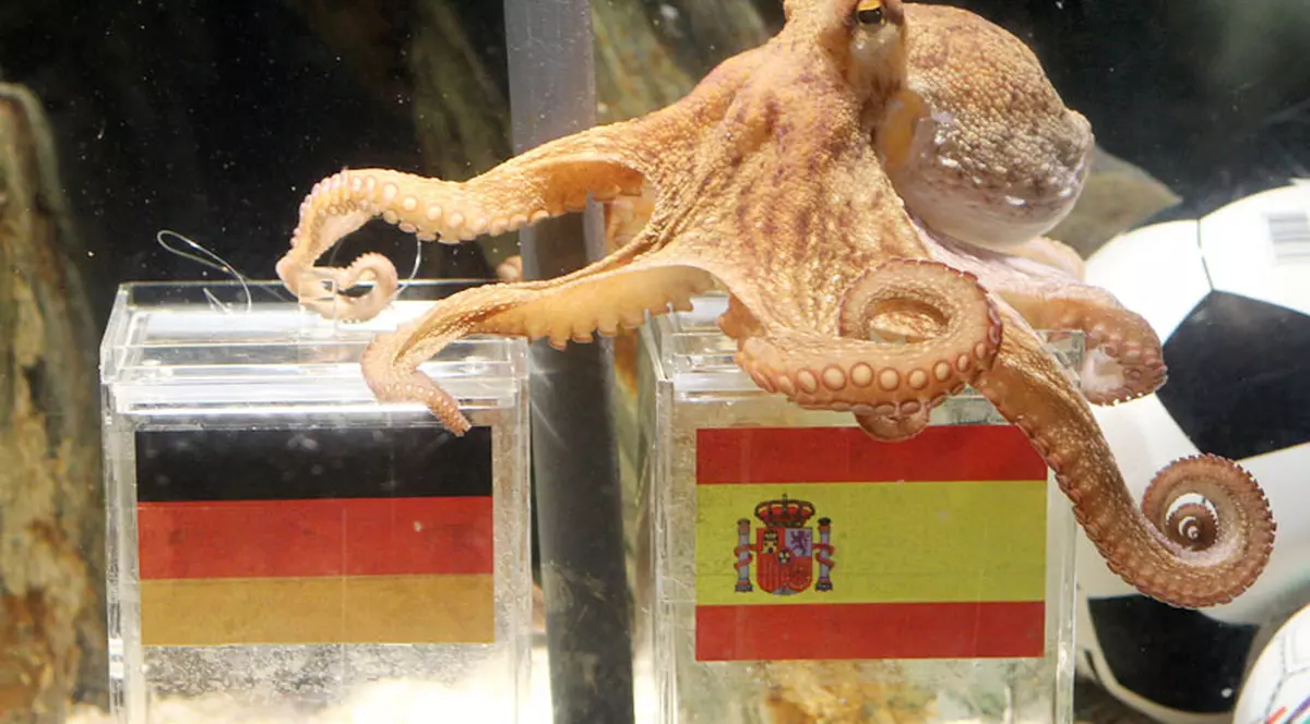 Lighioana prezicătoare nu mai crede în Germania