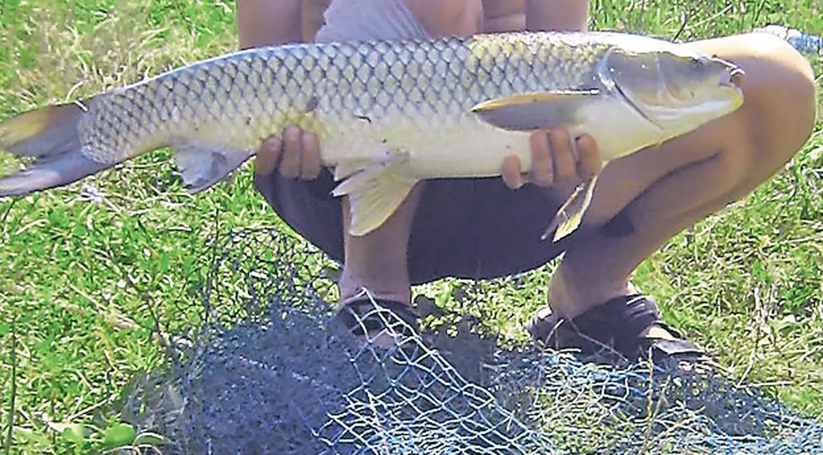 Crap sau răpitor, pe alese