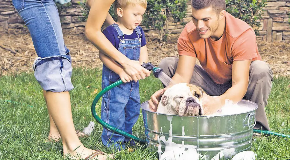 Şamponul special îţi fereşte câinele de căpuşe