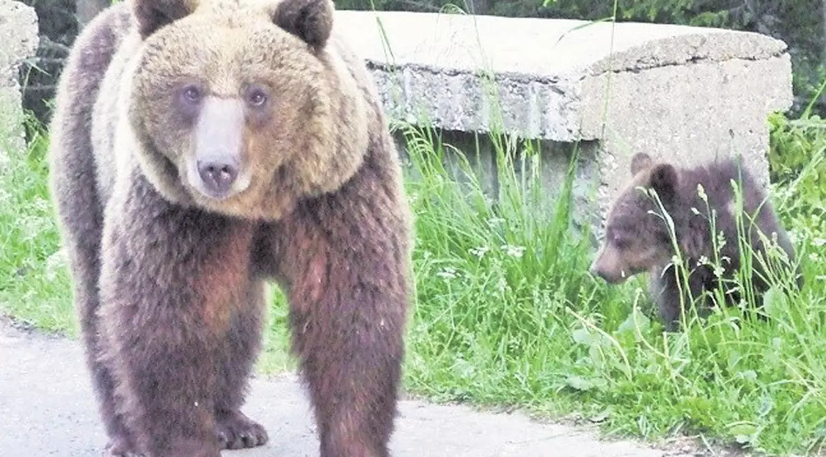 Bărbat rănit de urs, la cules de afine şi ciuperci