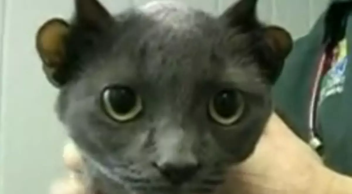 O pisică din Rusia are patru urechi 