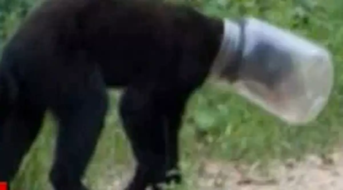 Video | Un ursuleţ a stat 10 zile cu capul blocat într-un borcan