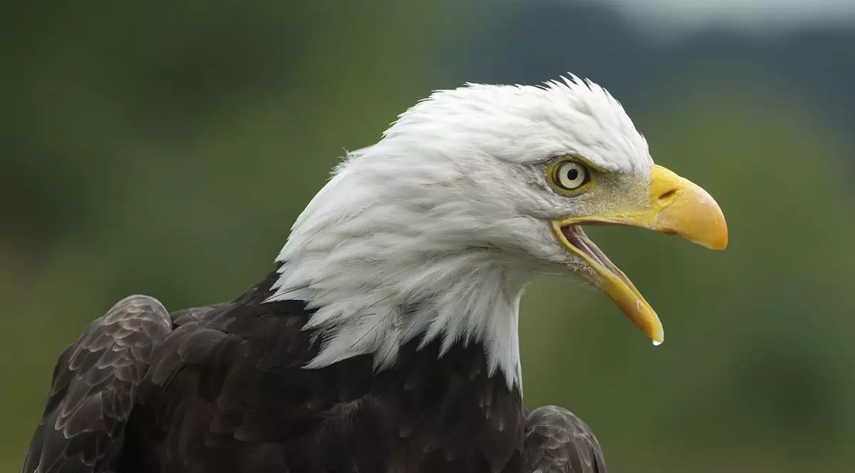 Un vultur perturbă traficul aerian deasupra Marii Britanii