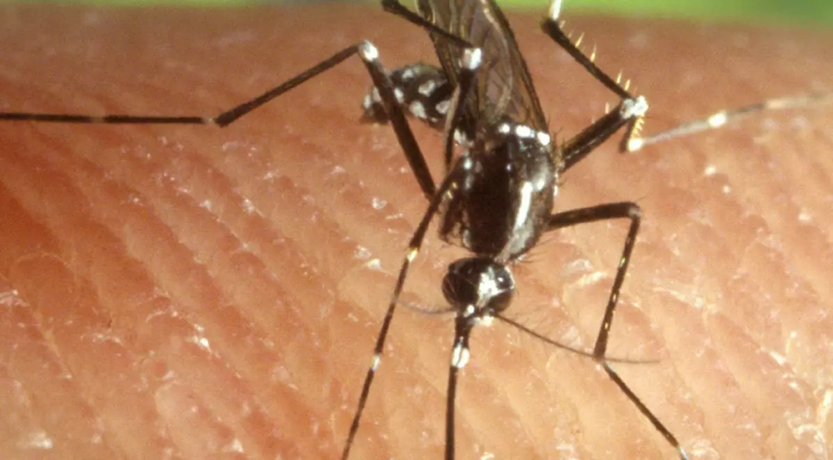 Numărul deceselor cauzate de infecția cu virusul West Nile a ajuns la 13, ultimul caz fiind confirmat recent, în cazul unui bărbat în vârstă de 79 de ani, din București.