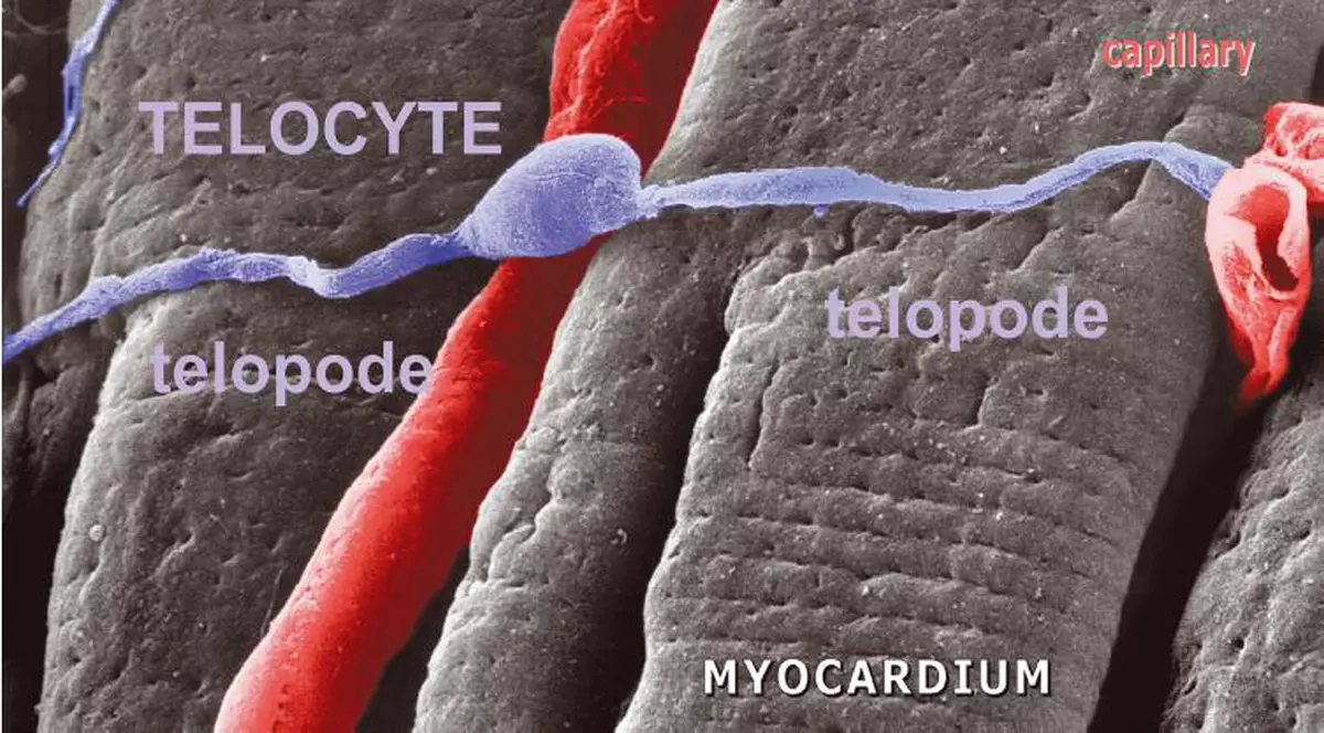 Românii au descoperit celulele-minune, responsabile cu îmbunătăţirea activităţii celulelor stem 