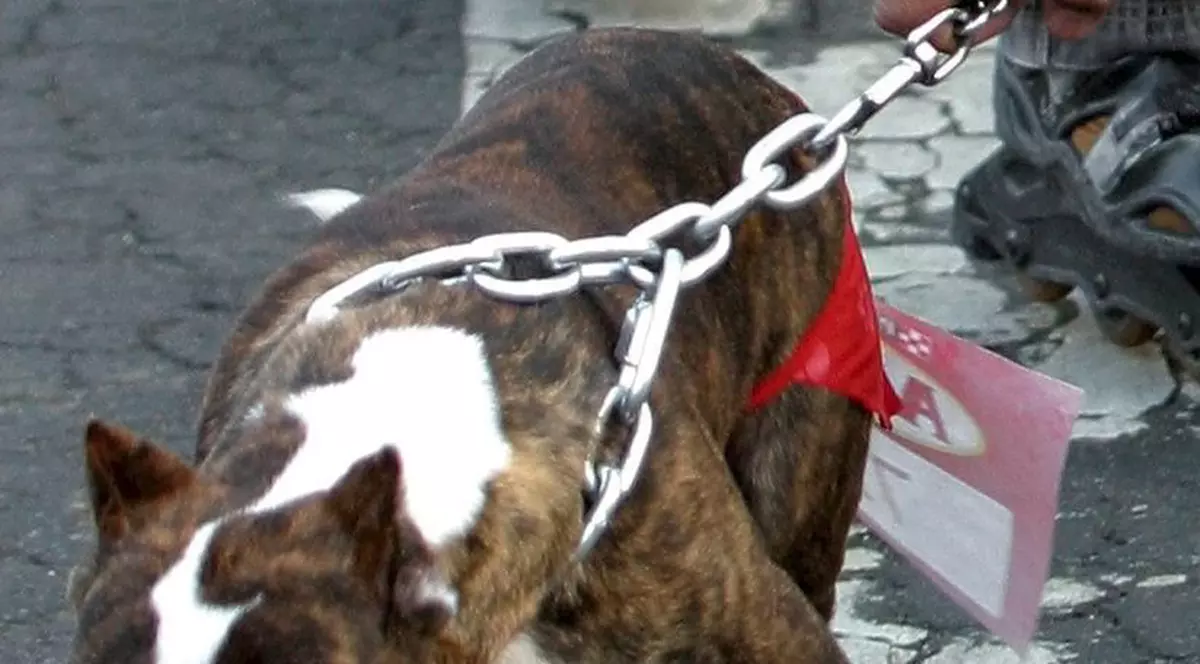 O pisică şi-a salvat stăpâna, atacată de patru câini pitbull