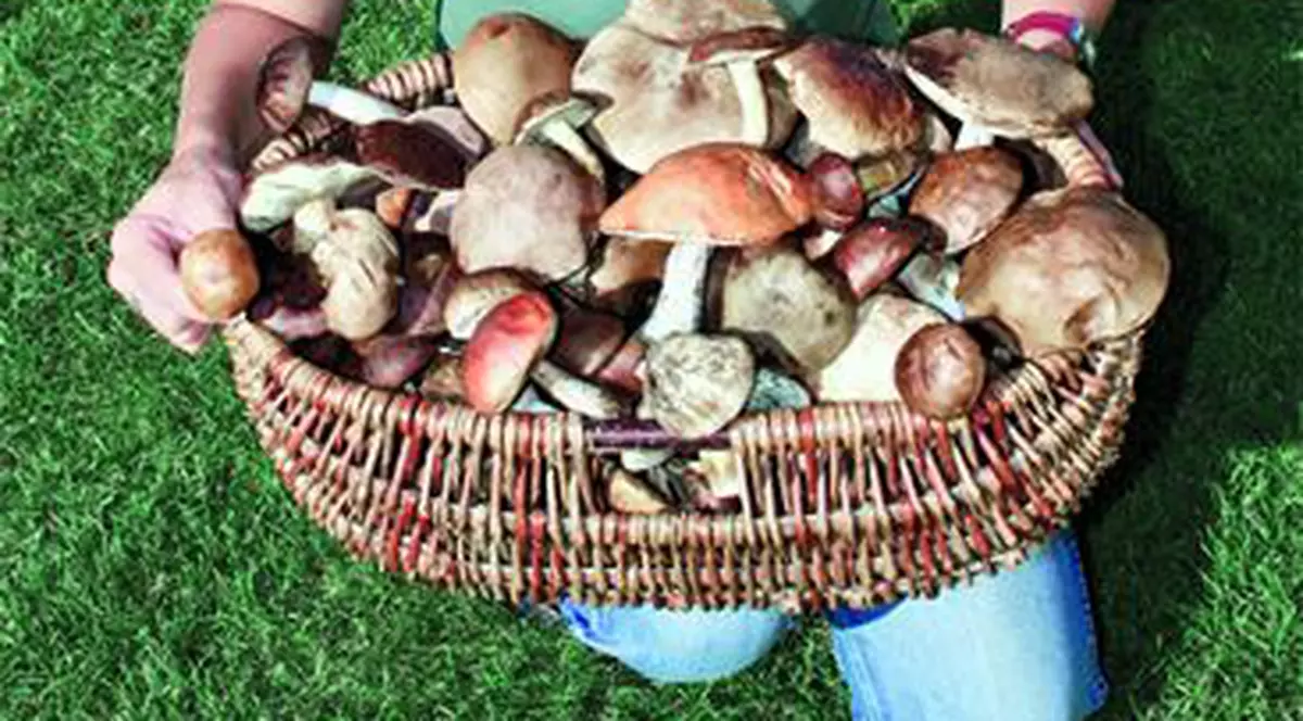 Ciupercile-medicament