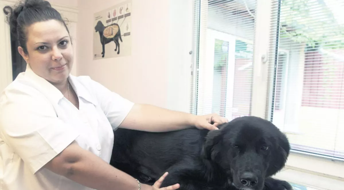 Căldura a zăpăcit căţeii